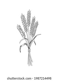 Wheat grain sketch. Hand drawn black and white ears of wheat. Cereals agriculture, organic farming, healthy food symbol. Vector design template for food package or bakery design element
