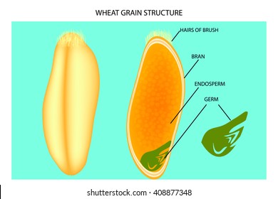 Wheat grain structure