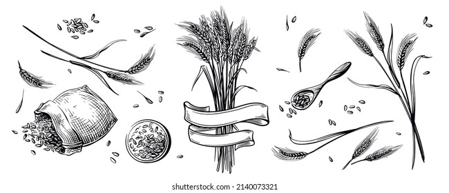 Wheat and grains hand drawn. Vector illustration. Grain in a bag. Great for use on packaging, menus and advertising. Vector graphics and isolated items.