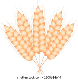 Wheat grains isolated on a white background. Ripe spikelets of cereals.