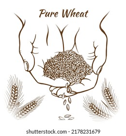 Wheat grains in the palms of human hands. Sketch is a botanical illustration. Isolated on a white background. Vector.