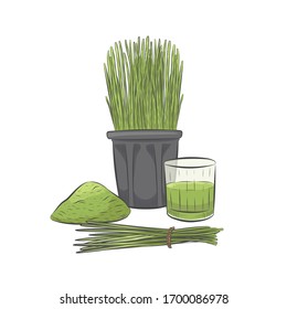 Wheat grass growing in pot vector. Glass of green raw juice. Hand drawn healthy nutrition set. Wheatgrass close up isolated on white background.