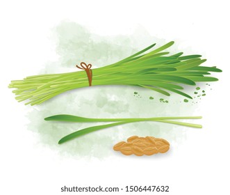 Wheat grass vector illustration with- wheat seeds