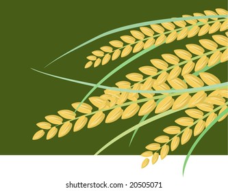 wheat in a green background	