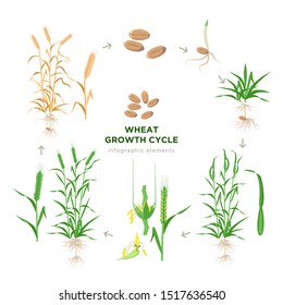 Wheat growing stages, life cycle of wheat plant infographic elements in flat design, botanical set of illustrations isolated on white background. Wheat grain, seedling, stem, tillering, jointing