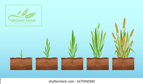 Wheat growth cartoon flat vector illustration agriculture concept. Stage of growing till ripe. Grain, wheat, organic rye, organic cultivation. Ecological bioproduct, technology.