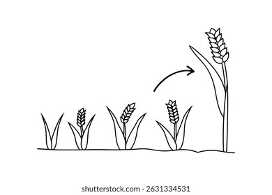 Wheat growth cycle stages illustrated in black and white outlining agricultural process