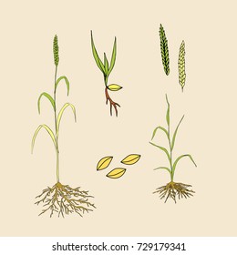 wheat growth stage