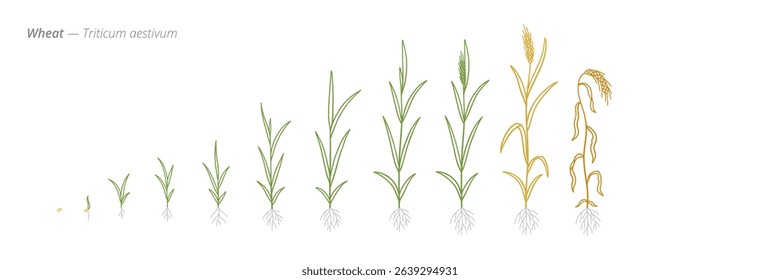 Wheat Growth Stages Accurate Botanical Vector
