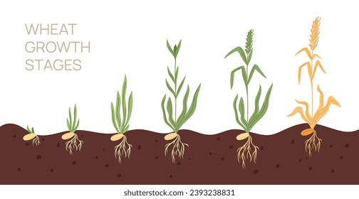 Estadios de crecimiento del trigo. Plantas agrícolas que crecen de semillas a orejas de centeno. Sprout y spikelet. Proceso de desarrollo de la cultura del grano. Ciclo de vida. Cultivo de cebada. Garish