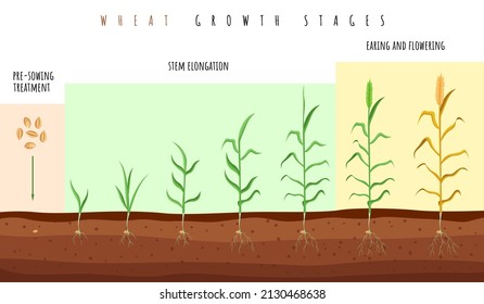 Wheat growth stages. Cereals crop maturation process, spikelet development steps, seeds and green plant, grain germination infographic, organic product vector isolated concept