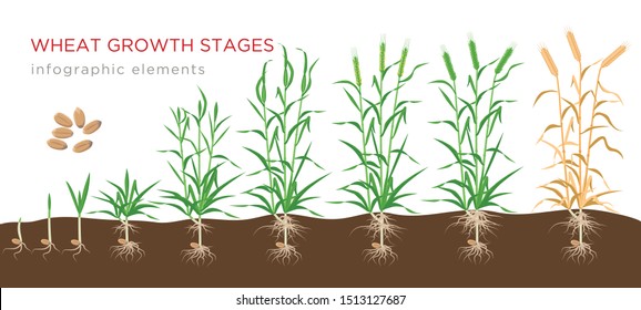 Etapas de crecimiento del trigo, desde semillas hasta elementos infográficos de plantas maduras aislados sobre fondo blanco. Ilustración vectorial de cultivo de trigo en diseño plano. 