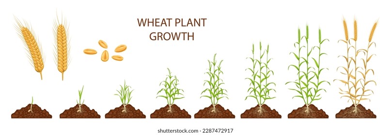 Estadios de crecimiento del trigo, ciclo de vida vectorial de los cereales, planta agrícola. Semillas y brotes de trigo con hojas, tallos y raíces verdes, semillas maduras, orejas y granos, productos alimenticios de la granja ecológica