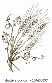 Wheat hand drawn