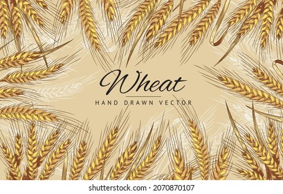 Wheat hand drawn banner layout, vintage engraving style vector illustration. Decorative banner template with wheat ears for bakery or wheat milling industry.