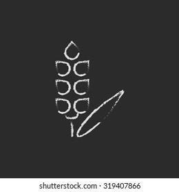 Wheat hand drawn in chalk on a blackboard vector white icon isolated on a black background.