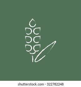 Wheat hand drawn in chalk on a blackboard vector white icon isolated on a green background.
