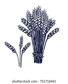 Wheat hand drawn Isolated vector illustration. Organic product for menu or packaging. Engraving.
