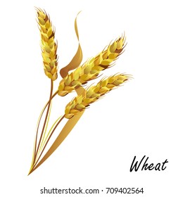 Wheat. Hand drawn realistic vector illustration of wheat ears isolated on white background for packaging design.