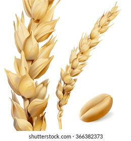 Wheat.
Hand drawn vector illustration of ripe, golden yellow wheat ear and seed on white background, in highly detailed realistic stile.