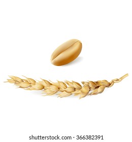 Wheat.
Hand drawn vector illustration of ripe, golden yellow wheat ear and seed on white background, in highly detailed realistic stile.