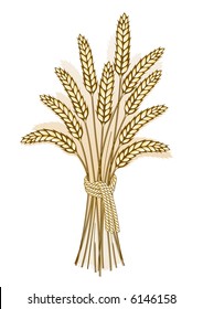 Wheat harvest-detailed illustration of ripe ears for designs