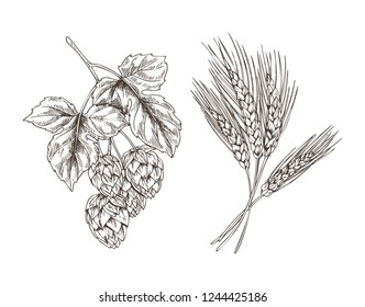 Wheat and hop bunches isolated on white background graphic illustration, vector image of raw and main ingredients for good beer and ale production