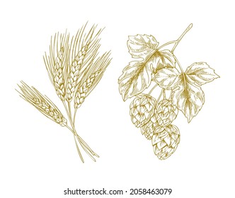 Wheat And Hop Bunches Isolated On White Background Graphic Illustration, Vector Image Of Raw And Main Ingredients For Good Beer And Ale Production