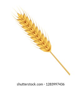 Wheat icon. Realistic illustration of wheat vector icon for web design isolated on white background
