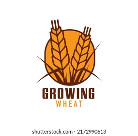 Wheat icon, rice, oat or barley millet and cereal ear, vector farm bakery emblem. Farming agriculture symbol of wheat or rye cereal ear for bread and natural organic product shop