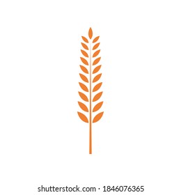 Vektordesign der Weizen-Illustration