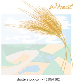 wheat illustration. vector  10 eps.
