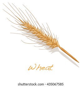 wheat illustration. vector  10 eps.