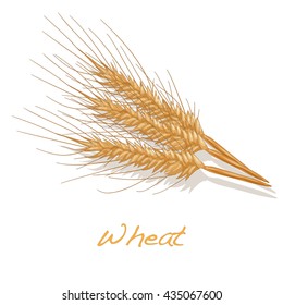wheat illustration. vector  10 eps.