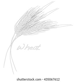 wheat illustration. vector  10 eps.