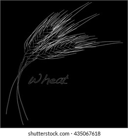 wheat illustration. vector  10 eps.