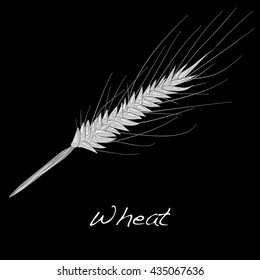 wheat illustration. vector  10 eps.