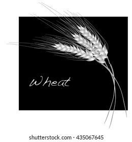 wheat illustration. vector  10 eps.