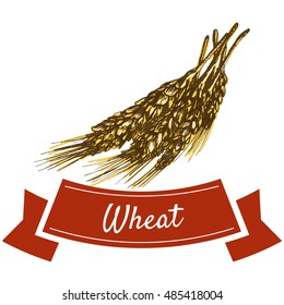 Wheat illustration. Vector colorful illustration of wheat.