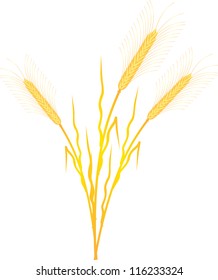 Wheat isolated on white background - vector