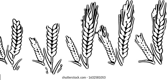 wheat isolated on white background . vector design 
