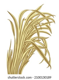 Wheat isolated on white background. Vector illustration.