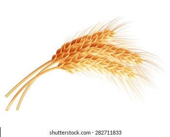 Wheat isolated on white close up. EPS 10 vector file included