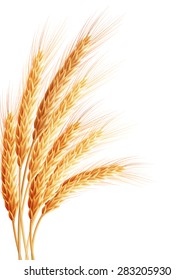 Wheat isolated on white. EPS 10 vector file included