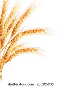 Wheat isolated on white. EPS 10 vector file included