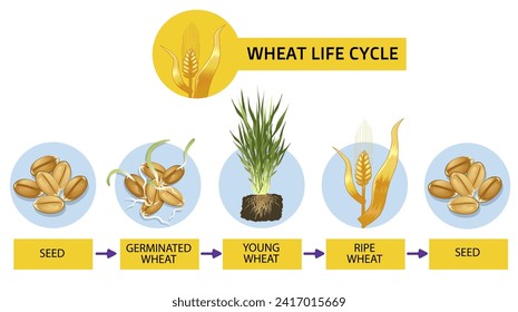 Wheat life cycle. Wheat ripening steps. Infographic, diagram. Educational infographic. Vector illustration. 