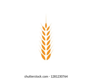 Wheat Logo Template vector icon design - Vector