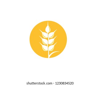 wheat logo vector business brand