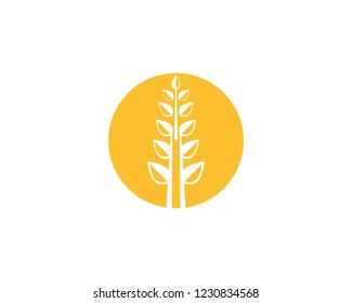 wheat logo vector business brand