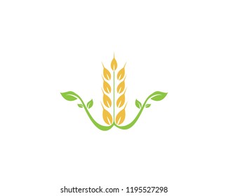 Wheat logo vector template